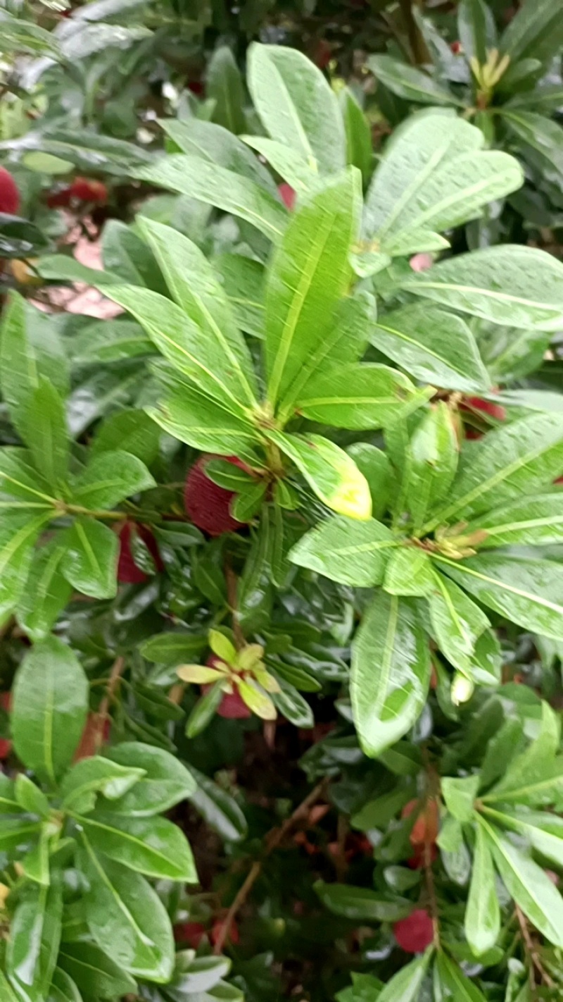 杨梅🍒浙江产地品质保障自家种植欢迎采购对接全国客商