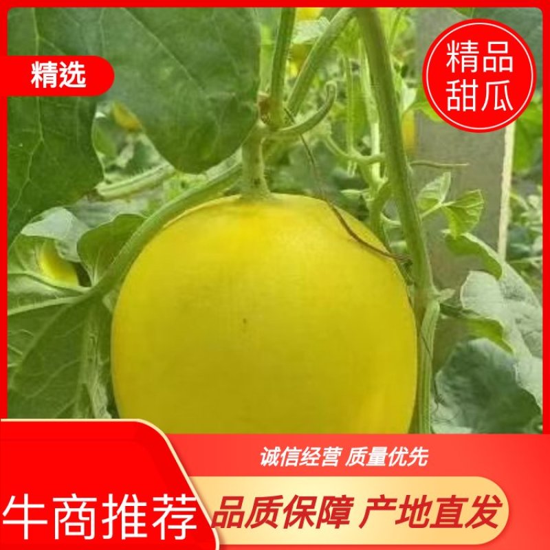 久红瑞黄皮五岳独尊甜瓜，产地直销，全国发货