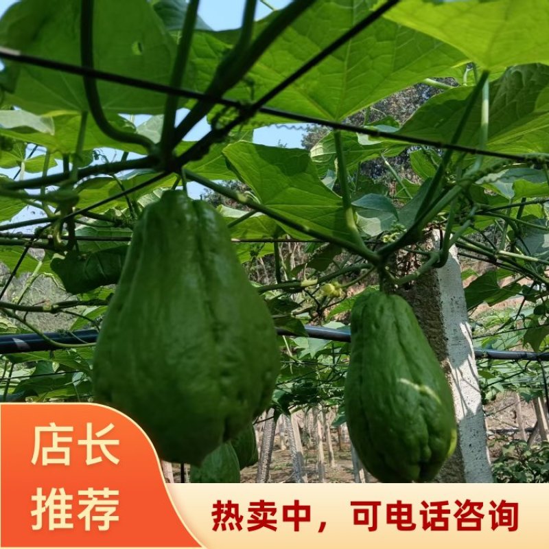 云南精品佛手瓜品质保证货源充足产地装车量大从优