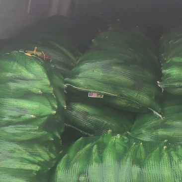 东台白花糯粘玉米质优价廉一手货源全国发货欢迎来电