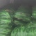 东台白花糯粘玉米质优价廉一手货源全国发货欢迎来电