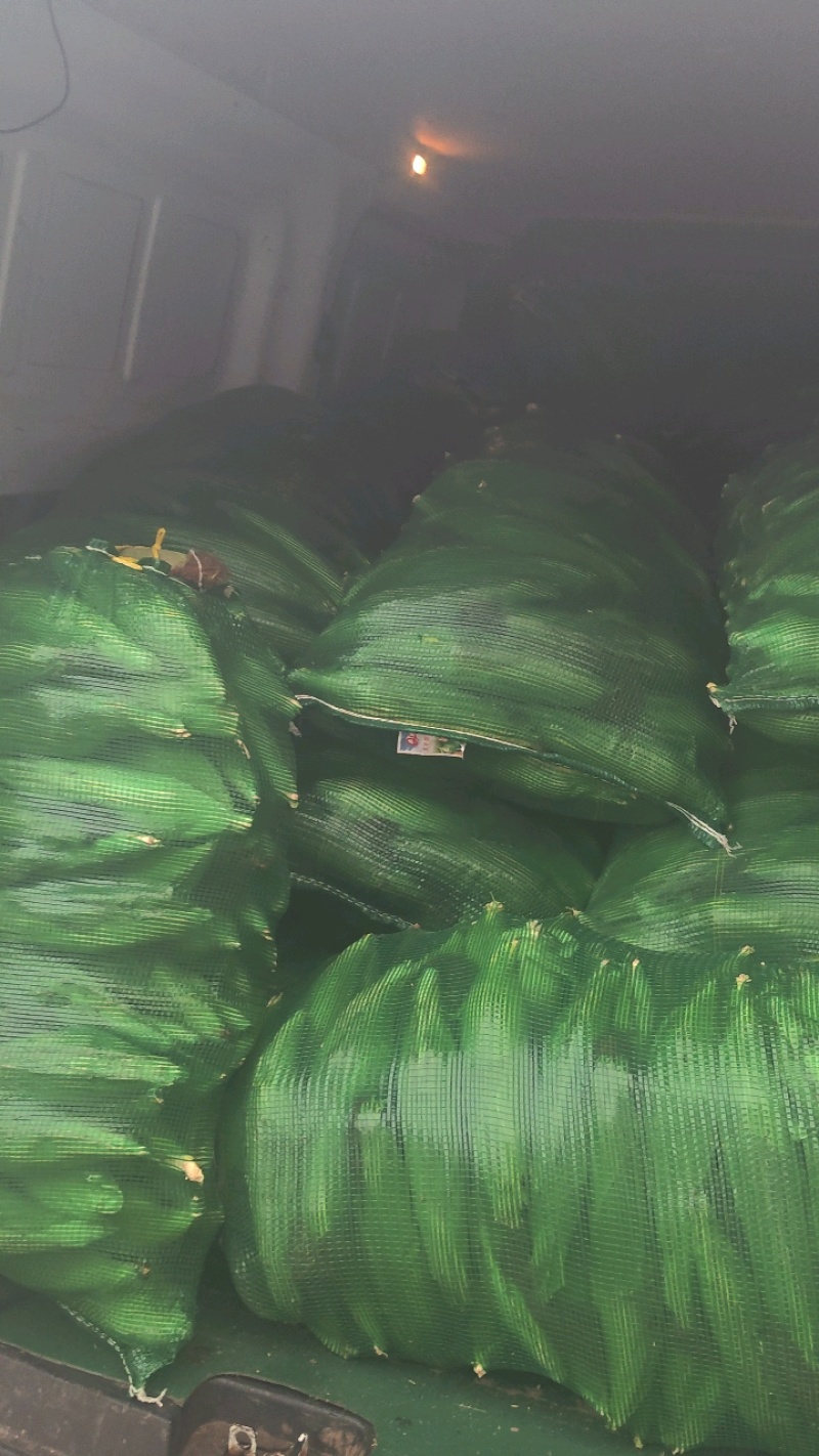 东台白花糯粘玉米质优价廉一手货源全国发货欢迎来电