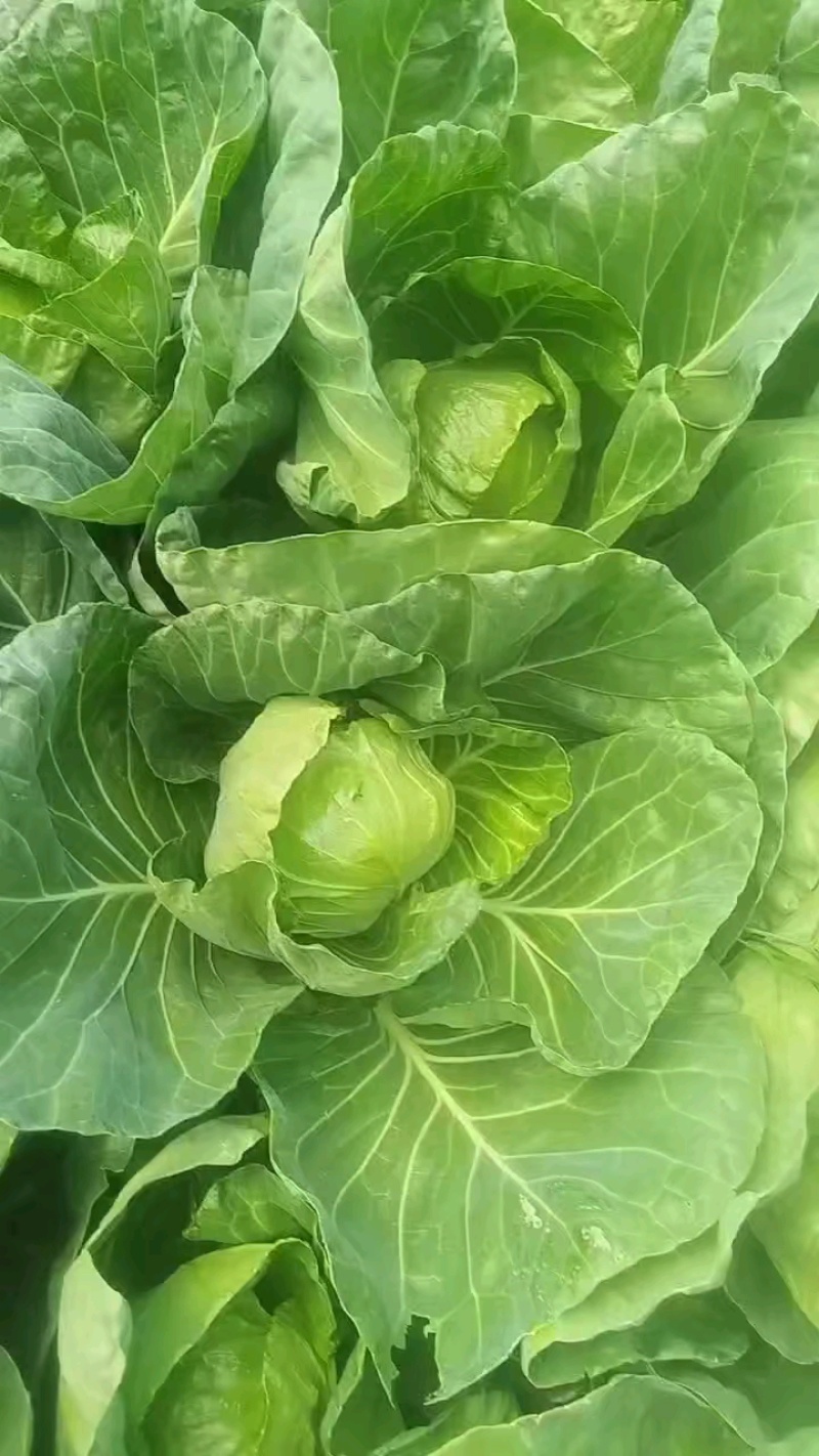 价格接受不了，小菜品质没得说