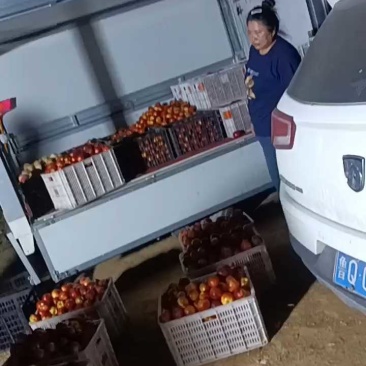 精品山东油桃126油桃/露天油桃现摘现发可代发货二两起步