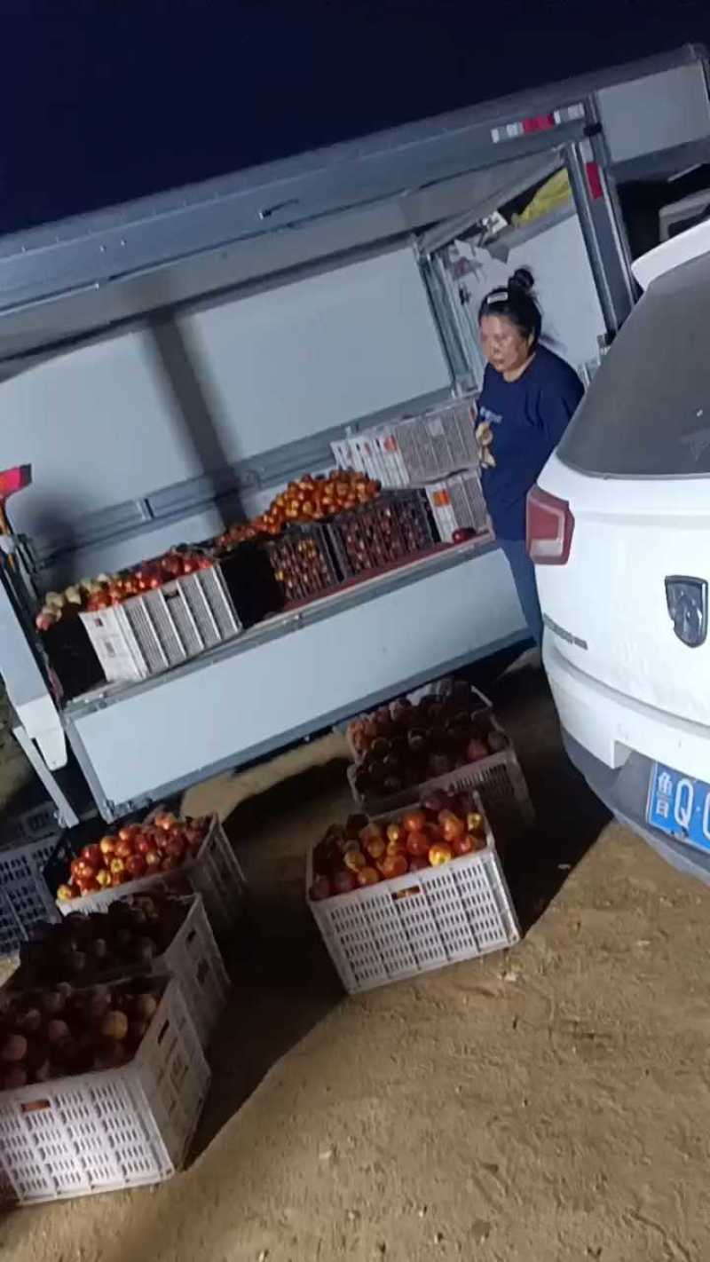 精品山东油桃126油桃/露天油桃现摘现发可代发货二两起步