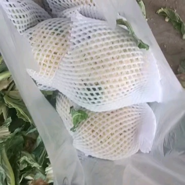 精品菜花品质保证货源充足量大从优可视频