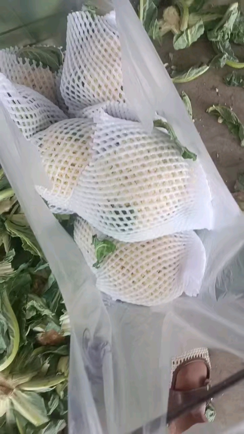 精品菜花品质保证货源充足量大从优可视频