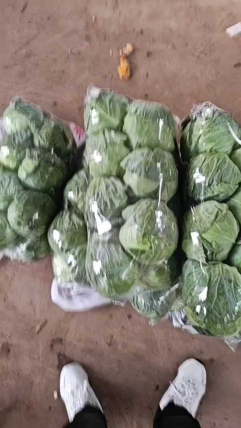 邯郸甘蓝大量到货，收货价0.35元起