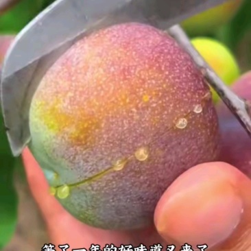 红翠李，脆甜多汁，口感爽脆，脱骨，唇齿留香