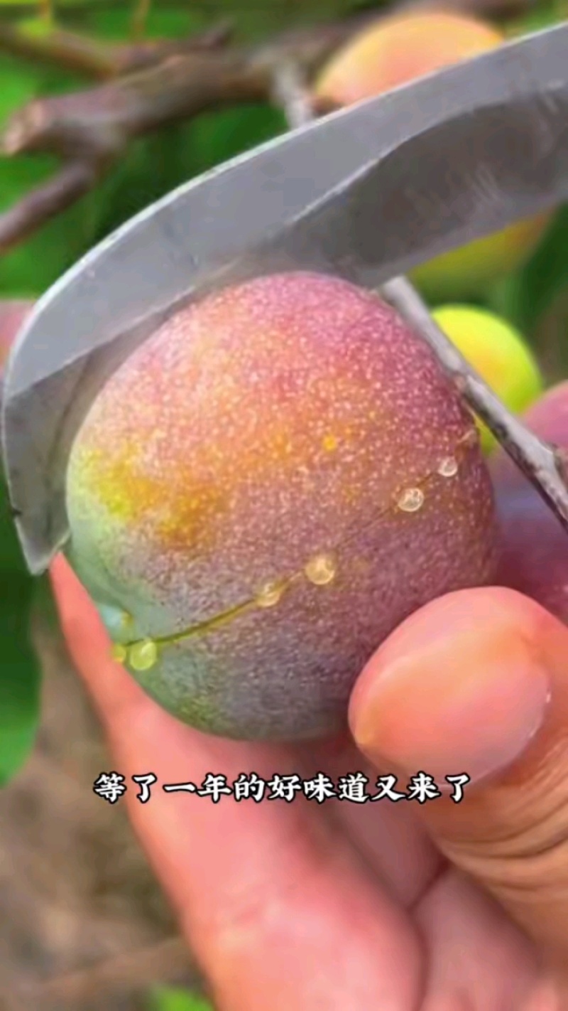 红翠李，脆甜多汁，口感爽脆，脱骨，唇齿留香