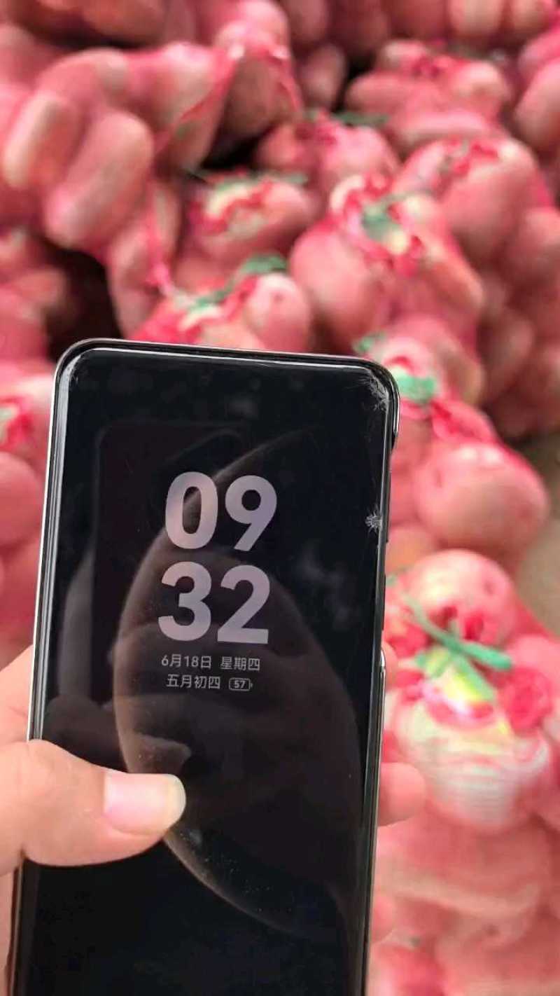 青皮，白霜水果冬瓜。各种型号。保证质量。