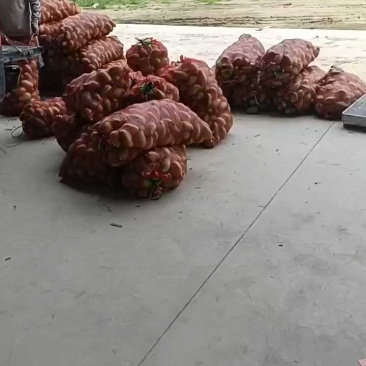 云南鹰嘴芒