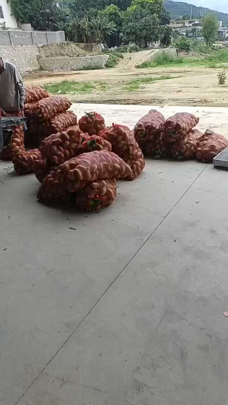 云南鹰嘴芒