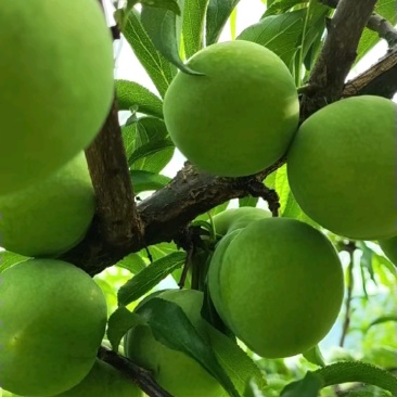 蜂糖李上市早，货量充足，价格实惠。