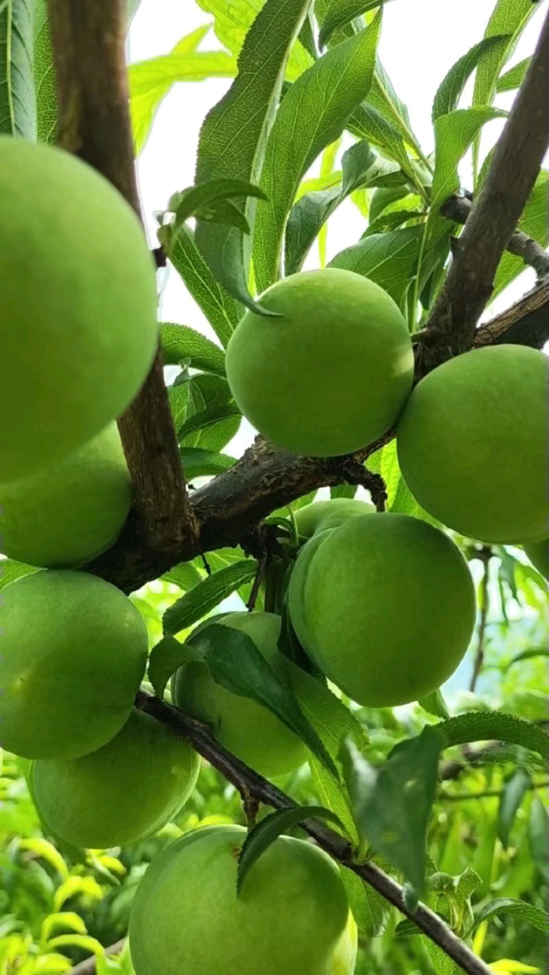 蜂糖李上市早，货量充足，价格实惠。