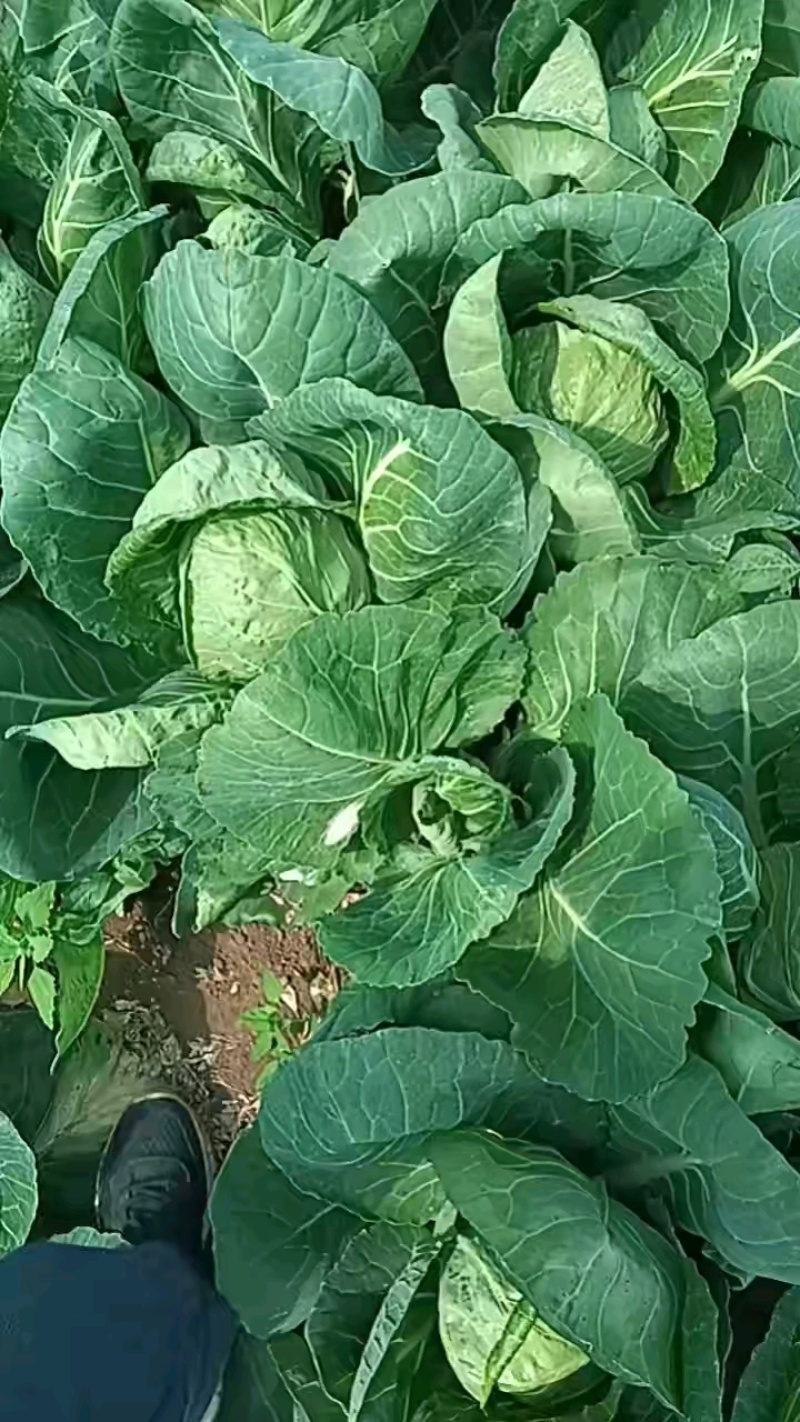 甘蓝实力推荐中甘甘蓝大量有货颜色好发亮个头均匀
