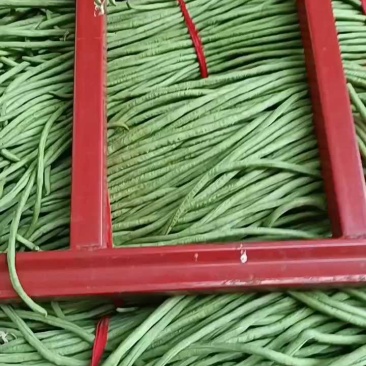 精品豆角，价格不高，客商速联！