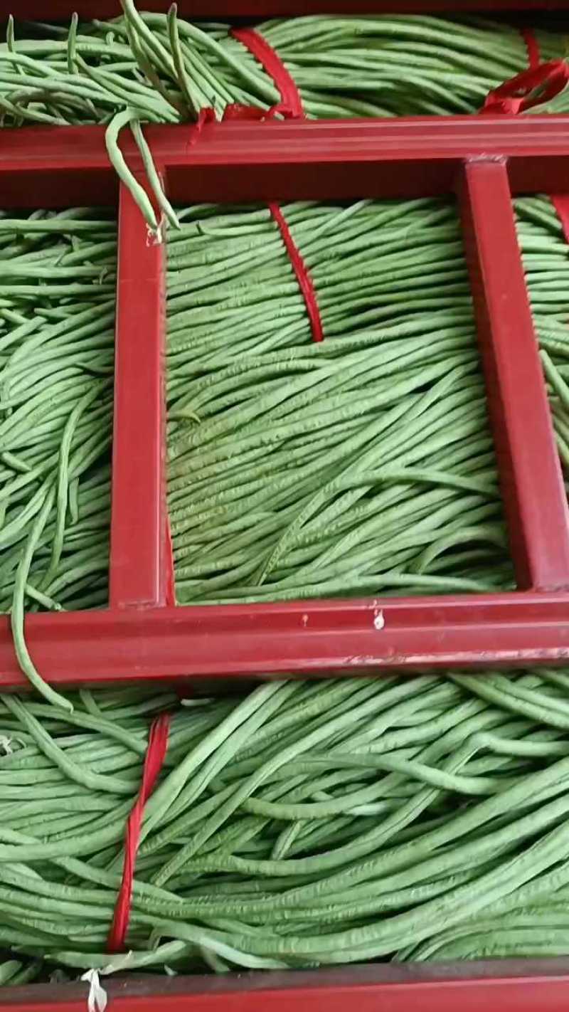 精品豆角，价格不高，客商速联！