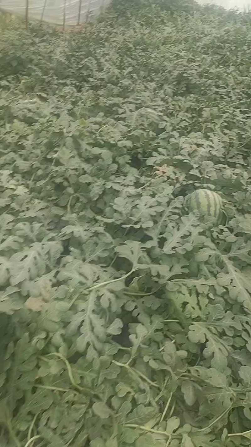 甜王瓜个头大，二十五六斤，抓紧联系！