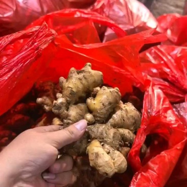 【精品】窖藏小黄姜，接电商、市场零售，全国发货，坏烂包赔