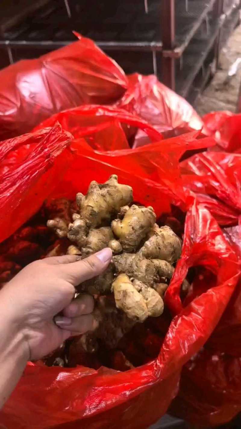 【精品】窖藏小黄姜，接电商、市场零售，全国发货，坏烂包赔