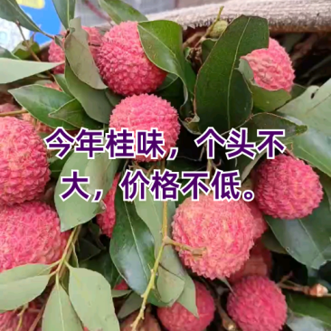 广东东莞荔枝桂味！