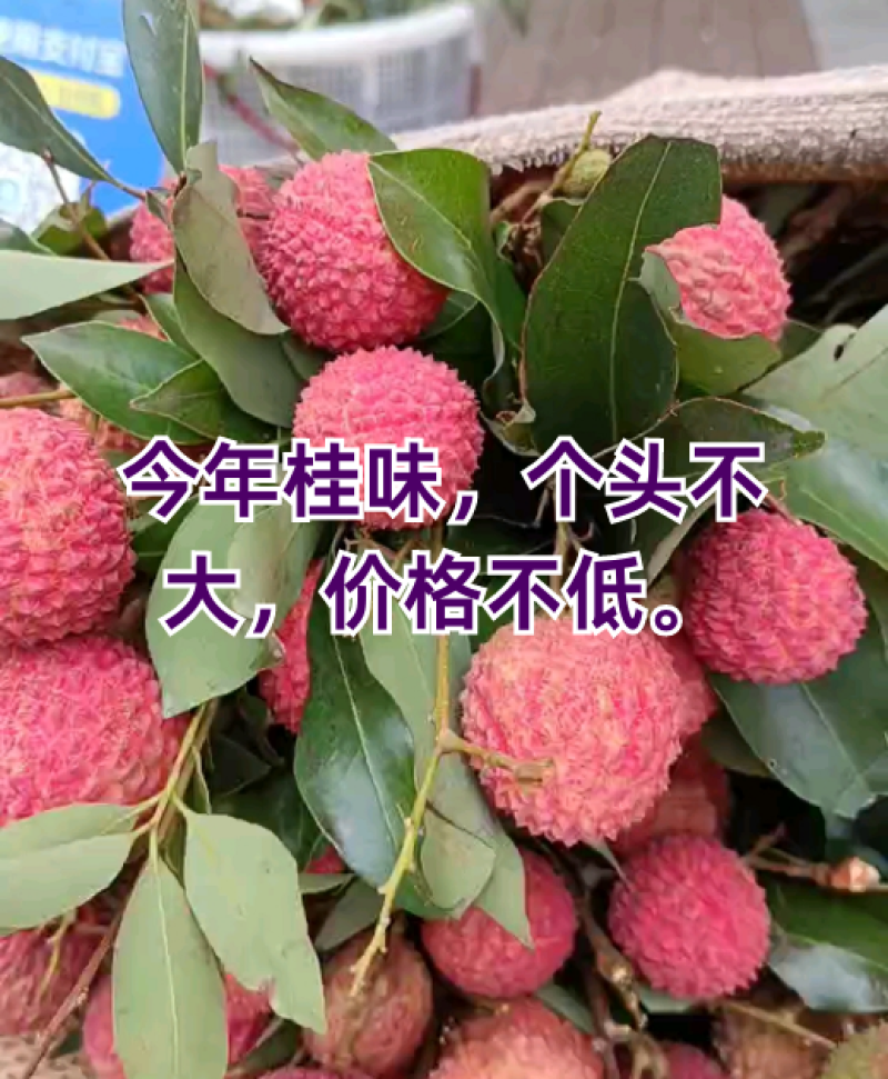 广东东莞荔枝桂味！