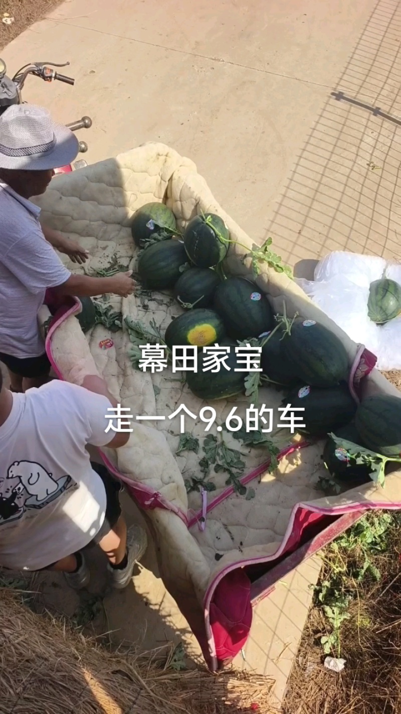 陕西幕田佳宝西瓜，大量供应，代发全国，保质保量