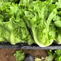 河南安阳精品生菜意大利生菜产地直发价优一件代发欢迎咨询