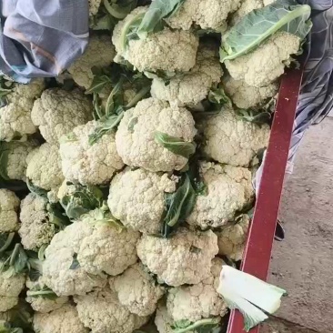 陕西菜花/陕西有机松花菜/基地直发一手货源诚信报价