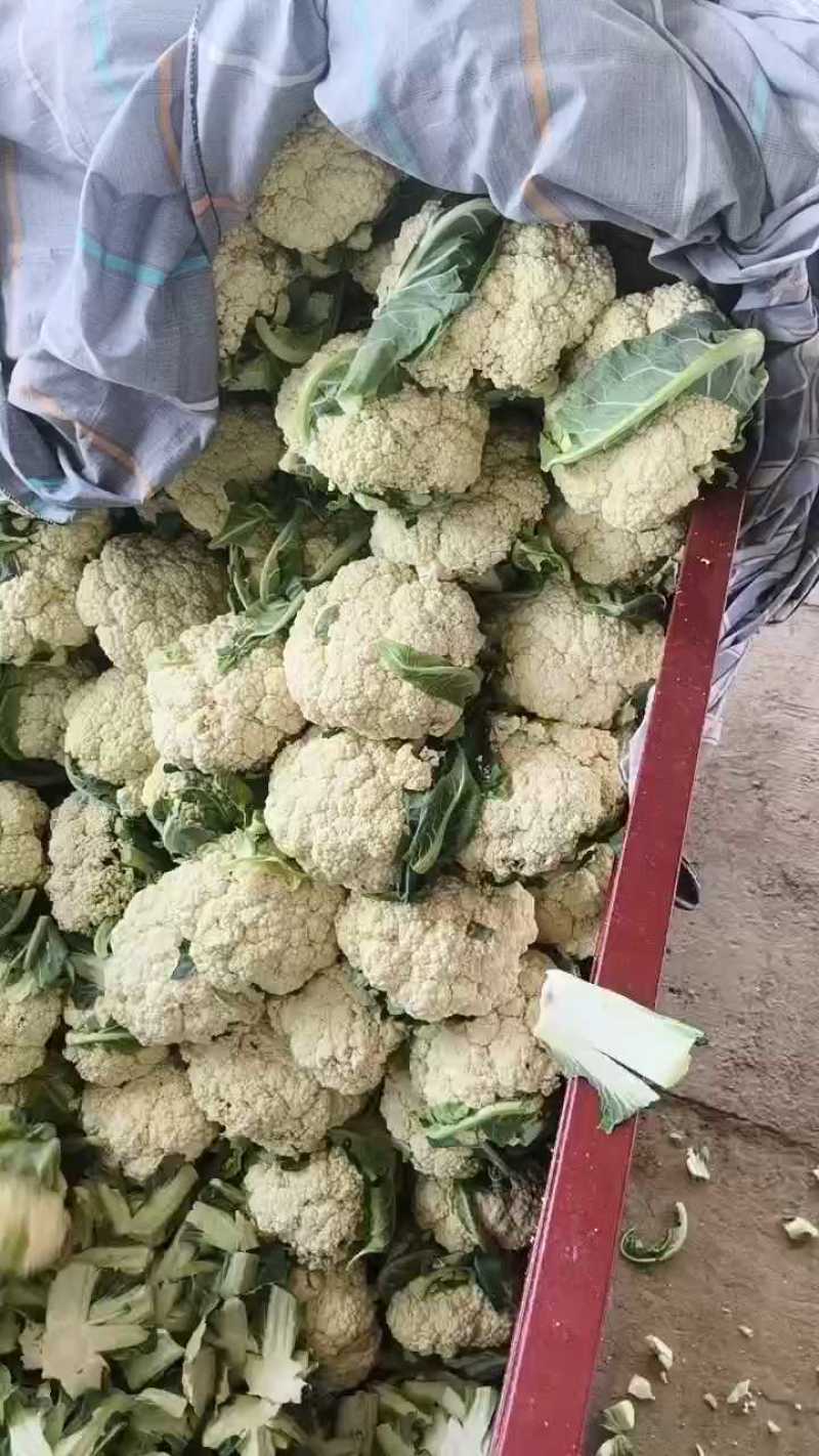 陕西菜花/陕西有机松花菜/基地直发一手货源诚信报价