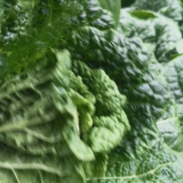 新鲜娃娃菜大量供应种植基地现采现发品质保障诚信经营