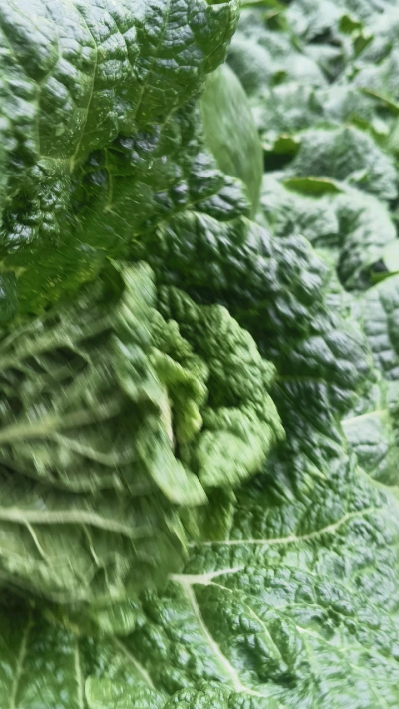 新鲜娃娃菜大量供应种植基地现采现发品质保障诚信经营