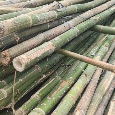 自有几万亩竹林，长年大量供应：黄金竹，毛竹，排山竹…