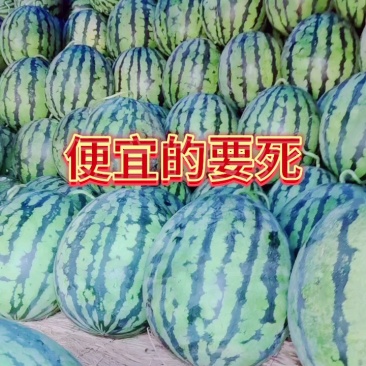 产地直销蜜灌龙西瓜京欣西瓜1茬丶大红瓤特甜：沙地瓜