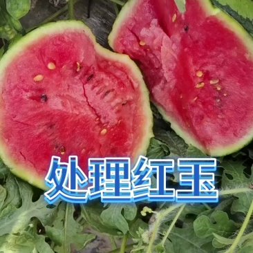 冰糖籽600美都2K4K产地代发并有专业团队为你护航