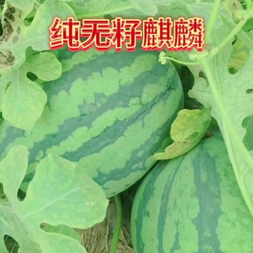 冰糖籽600美都2K4K产地代发并有专业团队为你护航