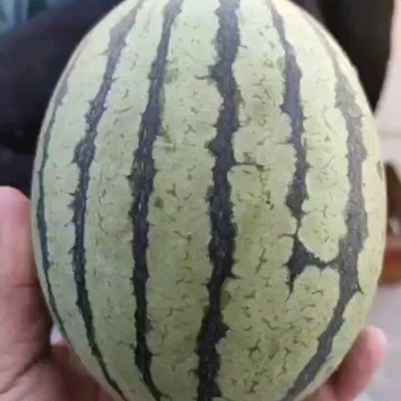 精品无籽手撕瓜，皮薄糖分高，全国代发！