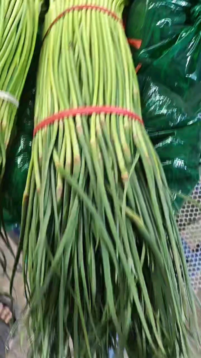 蒜薹中牟红帽蒜薹协助找车支持快运以诚为本量大从优