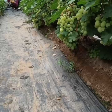 维多利亚葡萄