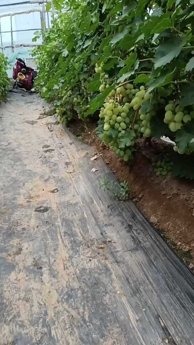维多利亚葡萄