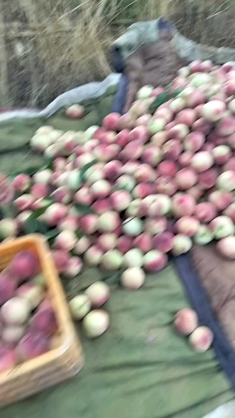 大桃子真好看，新鲜到货！