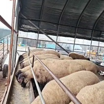 黑头杜泊大种公，一只也包发货！