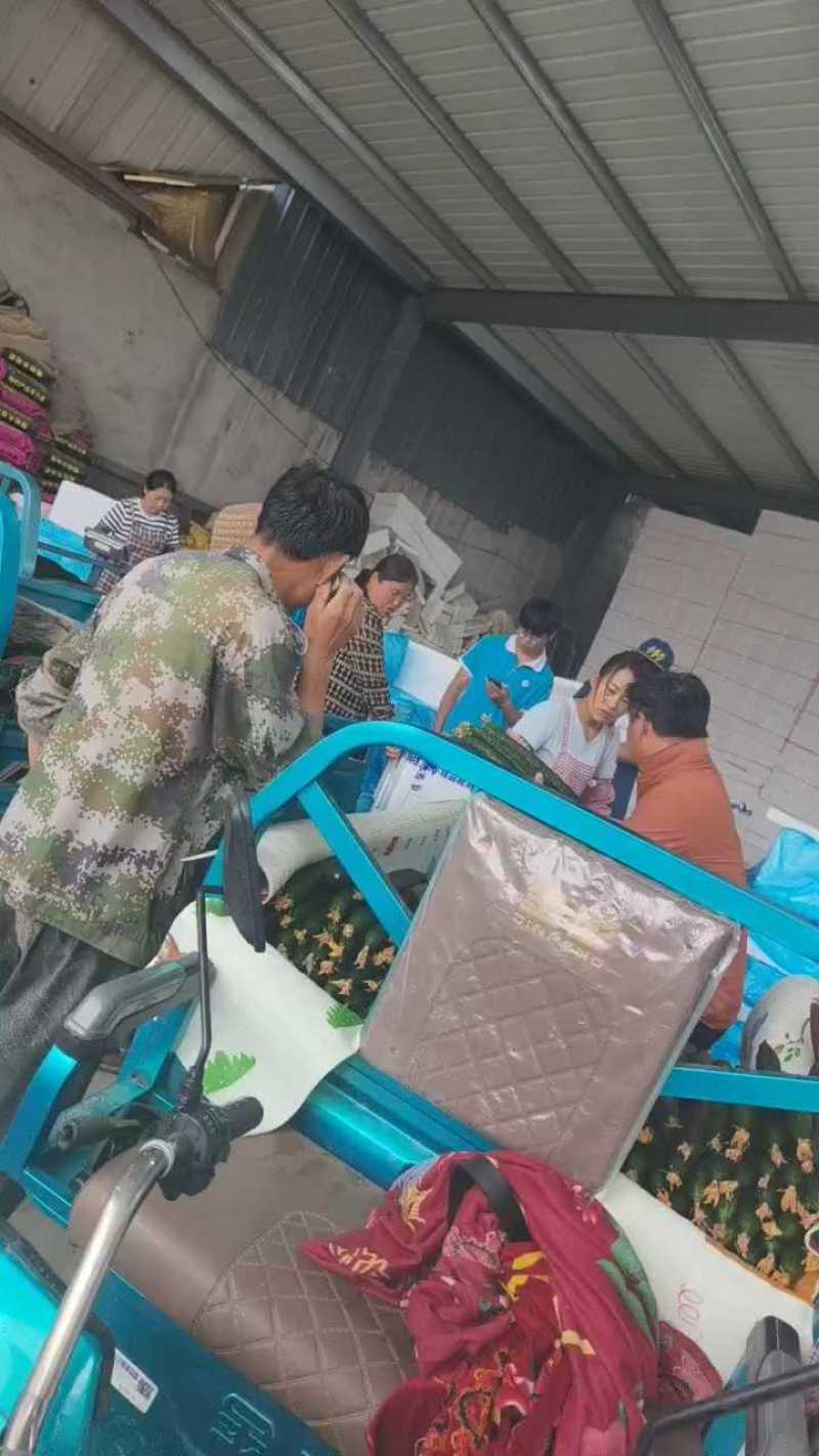 山东黄瓜，电商货，市场货一手货源