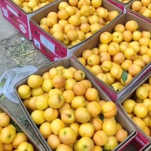 山东露地油桃中油4号香甜可口基地直销可视屏看货！