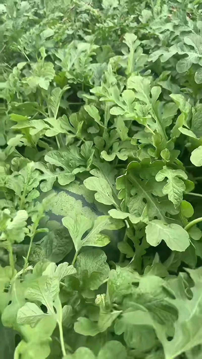 露天红蜜王，露天美都西瓜