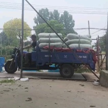 本地精品长白条冬瓜品优价廉产地直供现摘现发一手