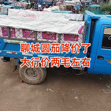 圆茄大量供应，全场两毛一斤！