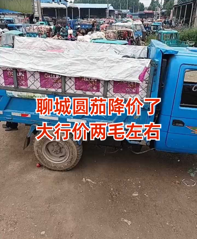 圆茄大量供应，全场两毛一斤！