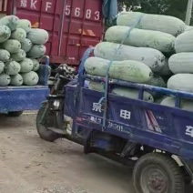 精品长白条冬瓜物美价廉粉上的雪白直圆度**